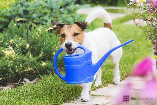 Winter Puppy Care: Cold Weather Guide